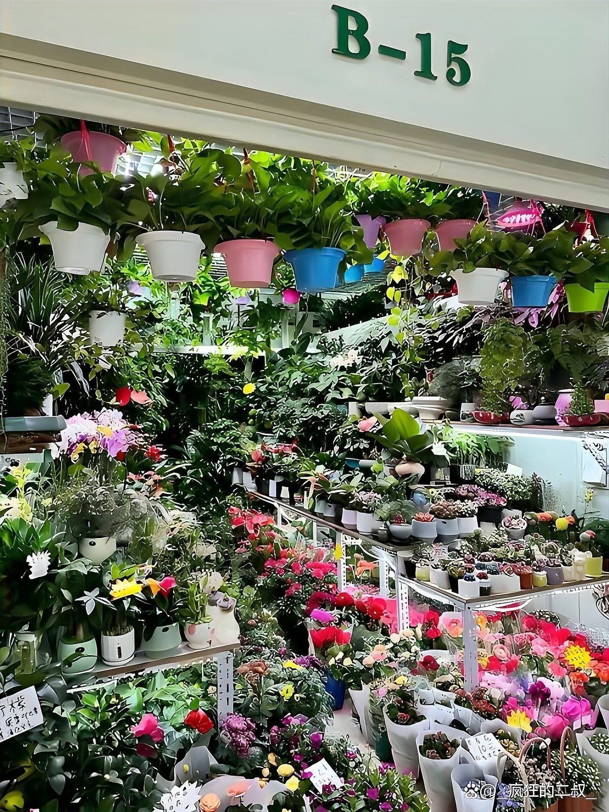 哪里可以購買到這些稀有品種（京津冀花鳥魚蟲市場全攻略京津冀花鳥魚蟲市場全攻略） 哪里可以購買到這些稀有品種（京津冀花鳥魚蟲市場全攻略京津冀花鳥魚蟲市場全攻略） 龍魚百科 第7張
