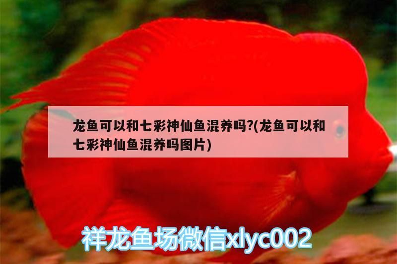 龍魚可以和七彩神仙魚混養嗎?(龍魚可以和七彩神仙魚混養嗎圖片)（祥龍魚可以和七彩神仙魚混養嗎，龍魚可以和七彩神仙魚混養嗎）