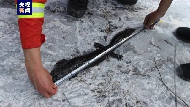 甘肅隴南野生魚種（甘肅隴南的野生魚種有哪些？） 甘肅隴南野生魚種（甘肅隴南的野生魚種有哪些？） 觀賞魚百科 第4張