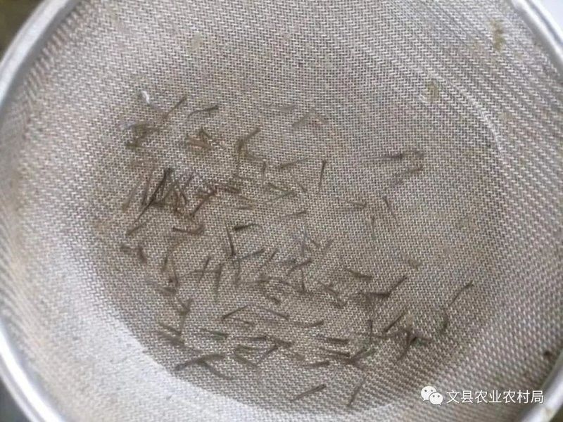 甘肅隴南野生魚種（甘肅隴南的野生魚種有哪些？） 甘肅隴南野生魚種（甘肅隴南的野生魚種有哪些？） 觀賞魚百科 第3張
