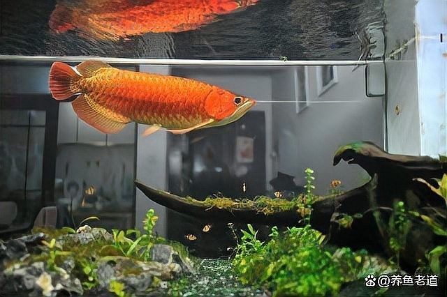 凱龍魚缸有哪些常見故障？（凱龍魚缸可能遇到的一些常見問題）