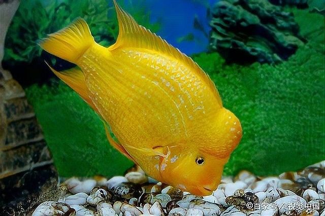 凱龍魚缸有哪些常見故障？（凱龍魚缸可能遇到的一些常見問題）
