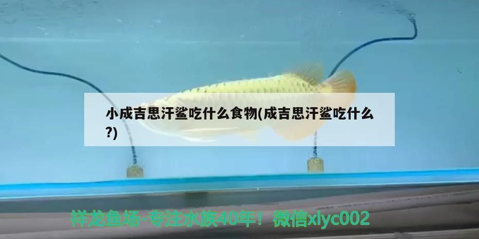 小成吉思汗鯊吃什么食物(成吉思汗鯊吃什么？)（小成吉思汗鯊吃什么食物和成吉思汗鯊吃什么食物和成吉思汗鯊吃什么）