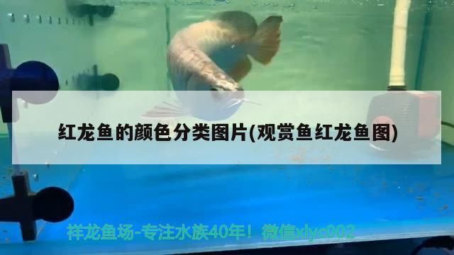 紅龍魚的顏色分類圖片(觀賞魚紅龍魚圖)（紅龍魚的顏色分類） 紅龍魚的顏色分類圖片(觀賞魚紅龍魚圖)（紅龍魚的顏色分類） 觀賞魚百科