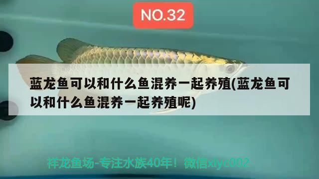 藍龍魚可以和什么魚混養一起養殖(藍龍魚可以和什么魚混養一起養殖呢)（藍龍魚可以和什么魚混養一起養殖）