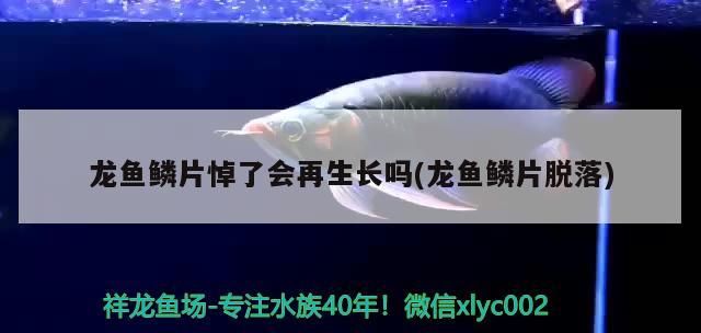 龍魚鱗片悼了會再生長嗎(龍魚鱗片脫落)（金龍魚鱗片掉了會再生長嗎）