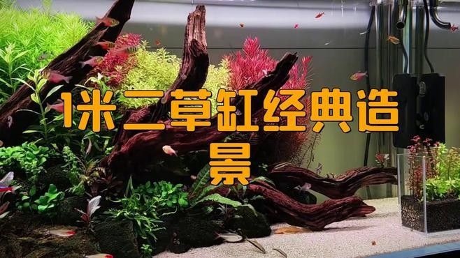 一米二魚缸適合養什么魚？（一米二的魚缸養什么魚好看）