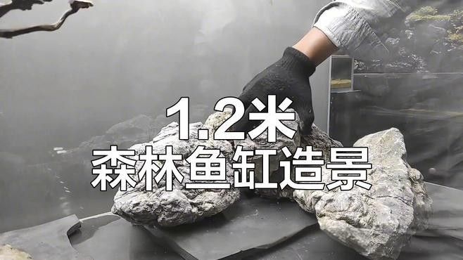 一米二魚缸適合養什么魚？（一米二的魚缸養什么魚好看）