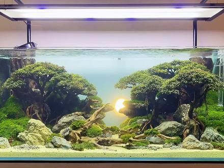 一米二魚缸適合養什么魚？（一米二的魚缸養什么魚好看）