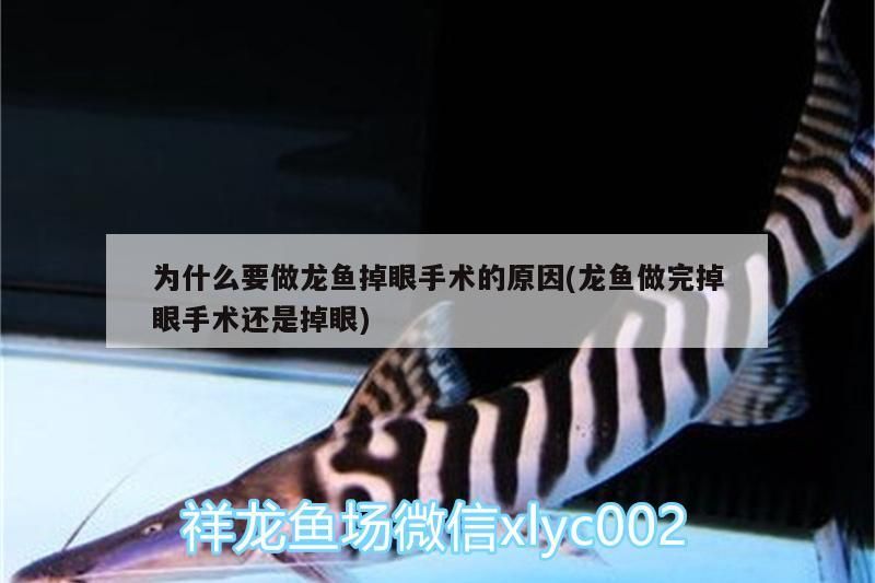 為什么要做龍魚掉眼手術的原因(龍魚做完掉眼手術還是掉眼)（龍魚為什么會掉眼）