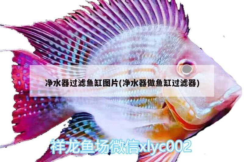 凈水器過濾魚缸圖片(凈水器做魚缸過濾器)（凈水器凈水器過濾魚缸圖片）