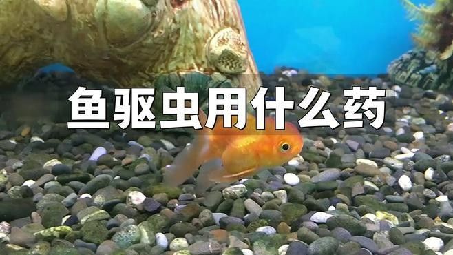 如何處理龍魚翹嘴的寄生蟲風(fēng)險（龍魚寄生蟲如何治療）