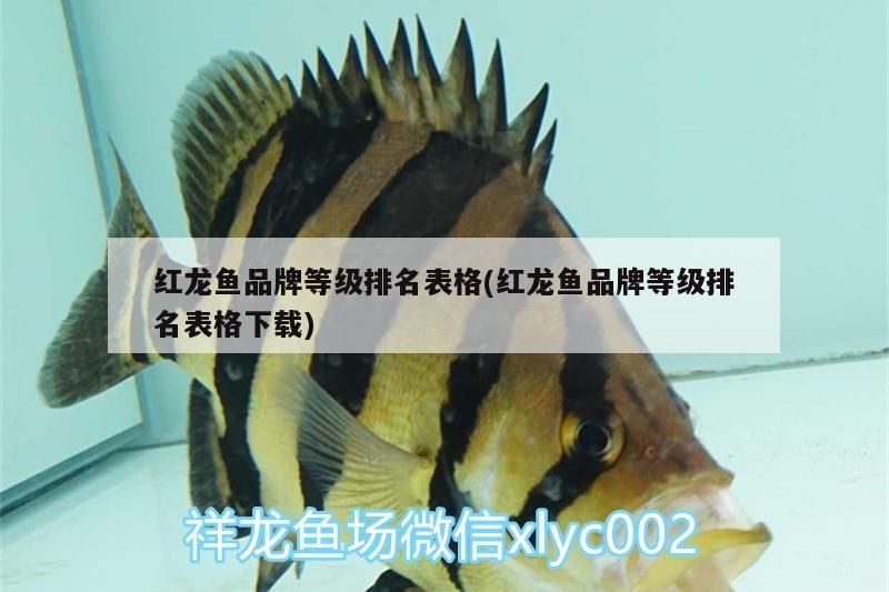 紅龍魚品牌等級排名表格(紅龍魚品牌等級排名表格下載)（養龍魚什么牌子的魚缸好）