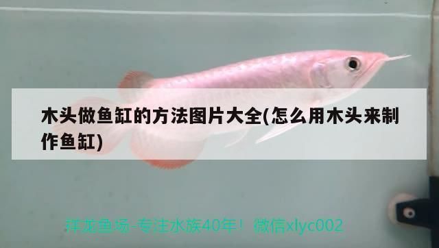 木頭做魚缸的方法圖片大全(怎么用木頭來制作魚缸)（木頭做魚缸的方法圖片大全） 木頭做魚缸的方法圖片大全(怎么用木頭來制作魚缸)（木頭做魚缸的方法圖片大全） 觀賞魚百科 第1張