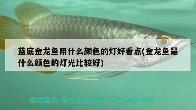 藍底金龍魚用什么顏色的燈好看點(金龍魚是什么顏色的燈光比較好)（藍底金龍魚用什么顏色的燈好看點）
