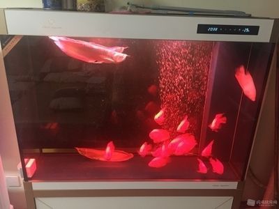 杭州觀賞魚市場:杭州觀賞魚市場怎么樣 觀賞魚百科 第2張 杭州觀賞魚市場:杭州觀賞魚市場怎么樣 杭州觀賞魚市場:杭州觀賞魚市場怎么樣 觀賞魚百科 第2張
