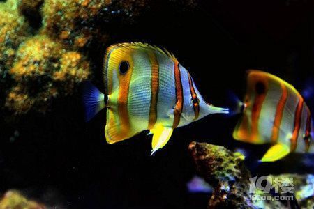 杭州觀賞魚市場:杭州觀賞魚市場怎么樣 觀賞魚百科 第3張 杭州觀賞魚市場:杭州觀賞魚市場怎么樣 杭州觀賞魚市場:杭州觀賞魚市場怎么樣 觀賞魚百科 第3張