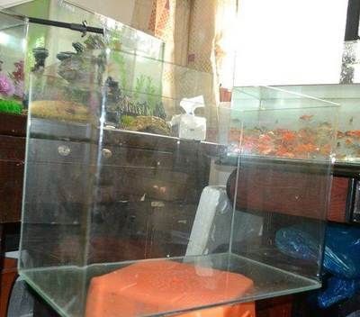 杭州觀賞魚市場:杭州觀賞魚市場怎么樣 觀賞魚百科 第5張 杭州觀賞魚市場:杭州觀賞魚市場怎么樣 杭州觀賞魚市場:杭州觀賞魚市場怎么樣 觀賞魚百科 第5張