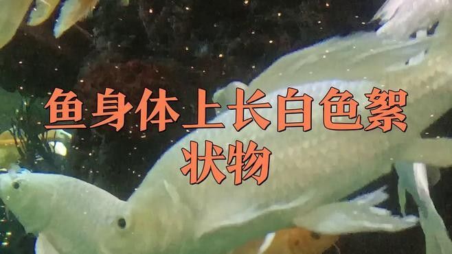 龍魚身上有白色棉絮會傳染嗎（魚身上長白色棉絮是怎么回事） 龍魚身上有白色棉絮會傳染嗎（魚身上長白色棉絮是怎么回事） 龍魚百科 第2張
