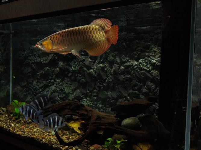 哪種紅龍魚最難養殖