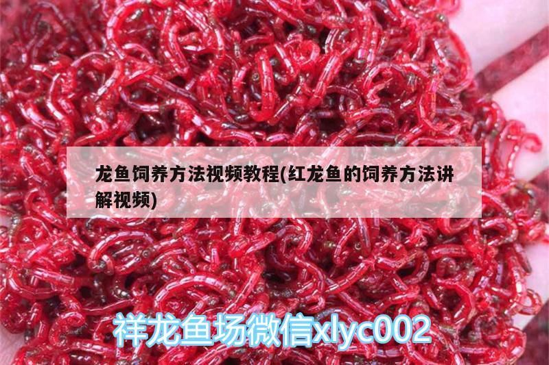 龍魚飼養方法視頻教程(紅龍魚的飼養方法講解視頻)