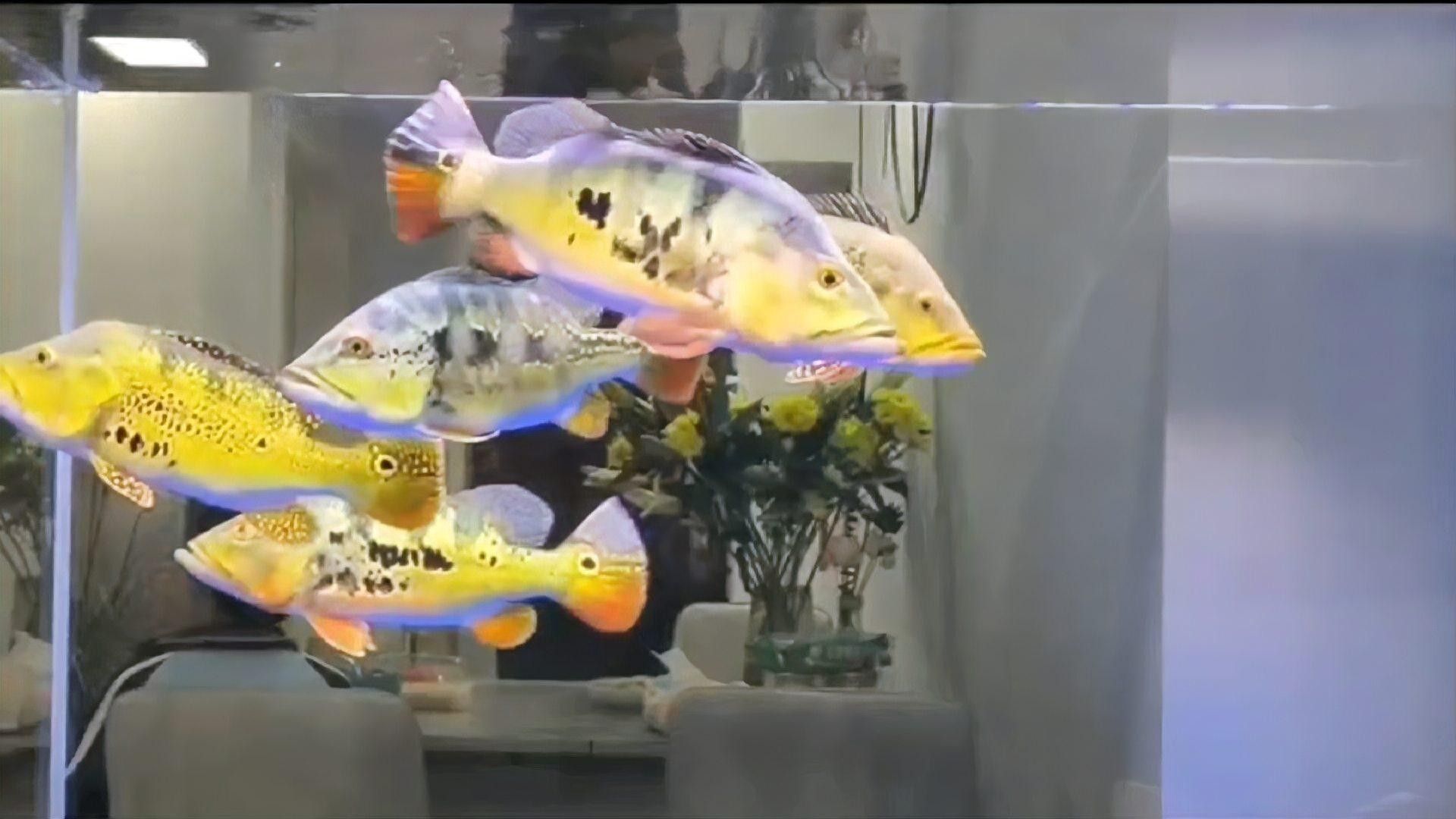 巴西亞魚有哪些品種？（巴西亞魚的種類有哪些？）