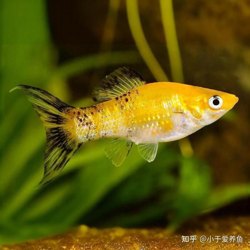 哪種魚(yú)最適合初學(xué)者（初學(xué)者選擇一種適合的魚(yú)，適合新手養(yǎng)殖的熱帶魚(yú)大衛(wèi)梵娥玲）