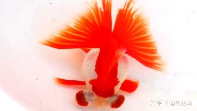 哪種魚(yú)最適合初學(xué)者（初學(xué)者選擇一種適合的魚(yú)，適合新手養(yǎng)殖的熱帶魚(yú)大衛(wèi)梵娥玲）