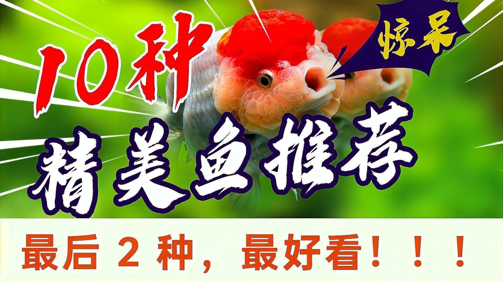 哪種魚(yú)最適合初學(xué)者（初學(xué)者選擇一種適合的魚(yú)，適合新手養(yǎng)殖的熱帶魚(yú)大衛(wèi)梵娥玲）