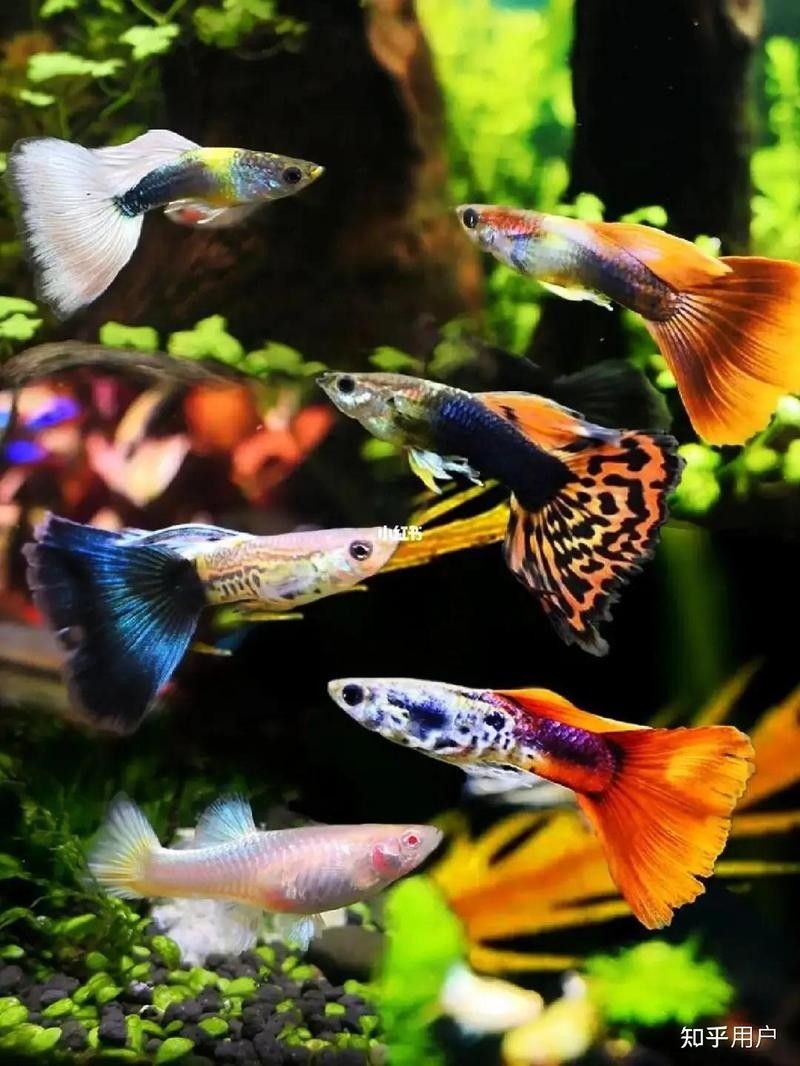 哪種魚(yú)最適合初學(xué)者（初學(xué)者選擇一種適合的魚(yú)，適合新手養(yǎng)殖的熱帶魚(yú)大衛(wèi)梵娥玲）