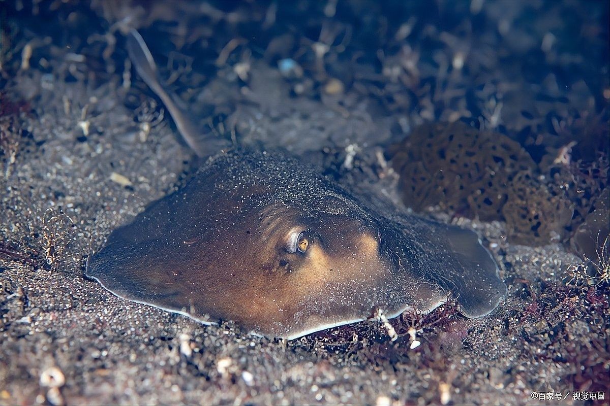 哪種魚(yú)最適合初學(xué)者（初學(xué)者選擇一種適合的魚(yú)，適合新手養(yǎng)殖的熱帶魚(yú)大衛(wèi)梵娥玲）