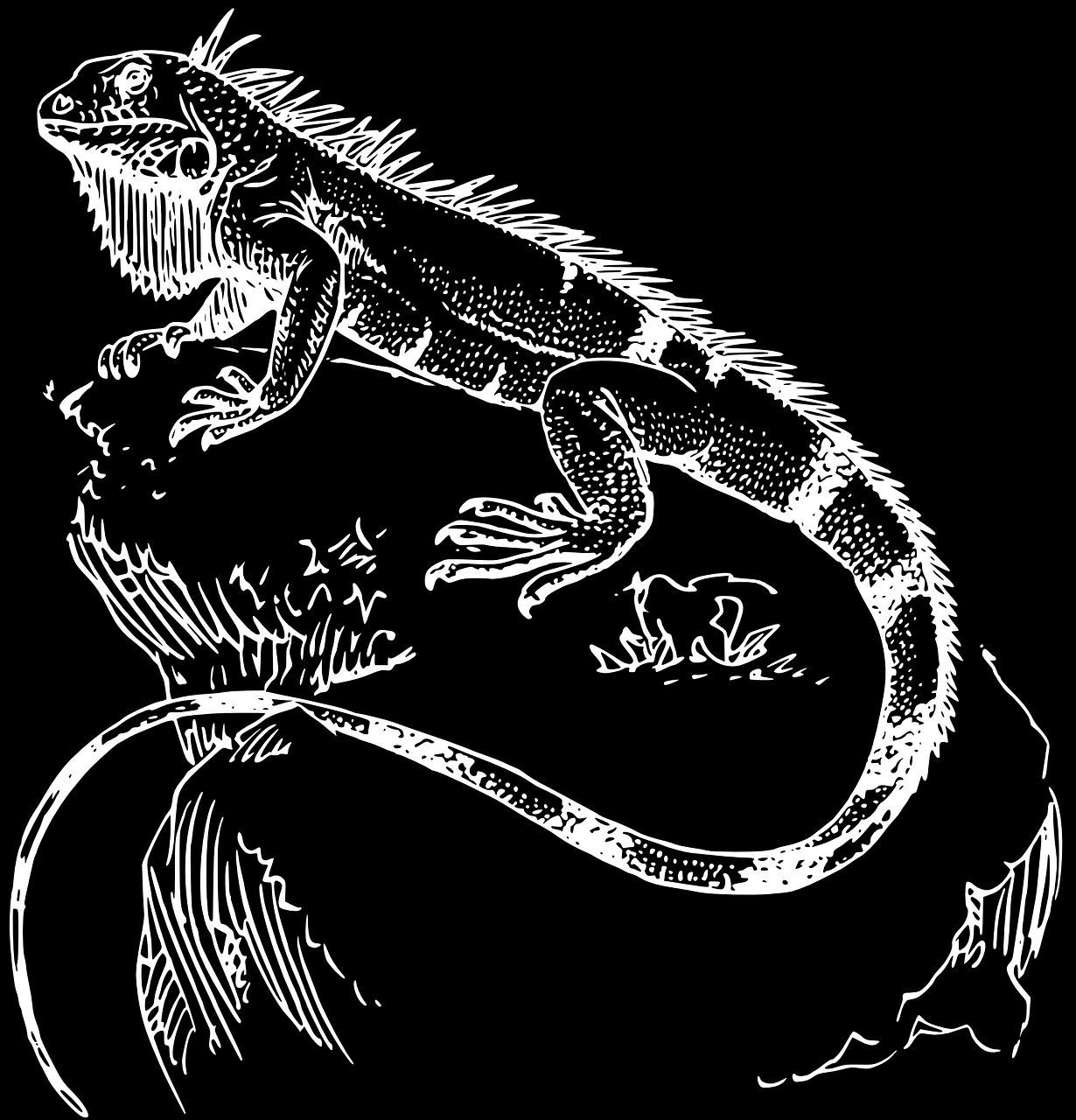 家用魚(yú)缸品牌哪個(gè)好：家用魚(yú)缸價(jià)格及圖片大全 家用魚(yú)缸品牌哪個(gè)好：家用魚(yú)缸價(jià)格及圖片大全 觀賞魚(yú)百科 第2張