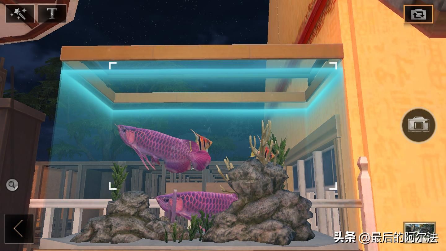 血紅龍魚(yú)價(jià)格及圖片:紅色的河魚(yú)叫什么