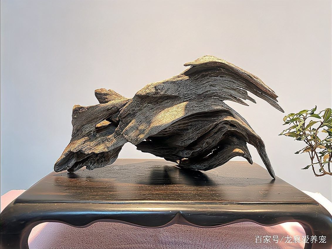 如何處理沉木導致的黃水問題？（沉木黃水怎么處理）