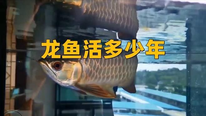 龍魚在50的魚缸里能活多久（龍魚在50升魚缸中的壽命）