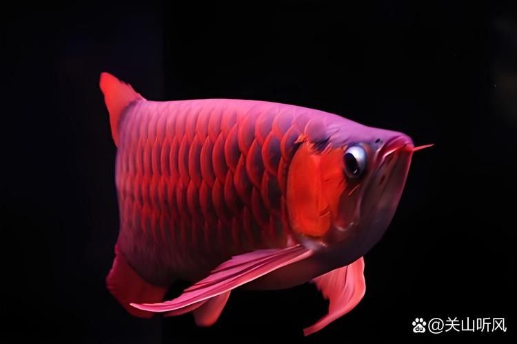 中泉子龍魚（中泉子龍魚的繁殖方法是什么）