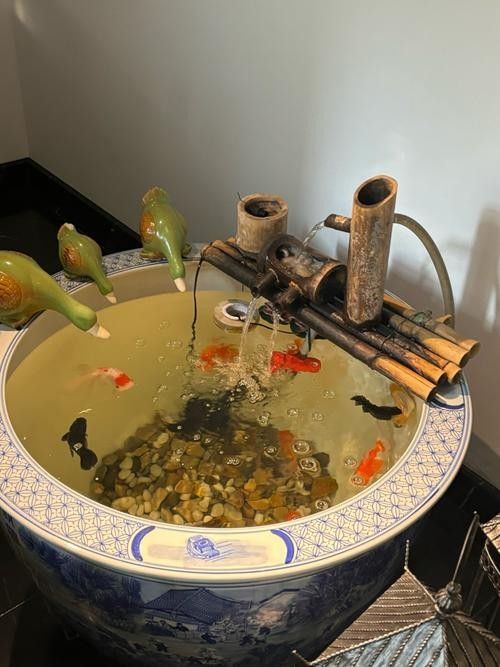 中泉子龍魚（中泉子龍魚的繁殖方法是什么）