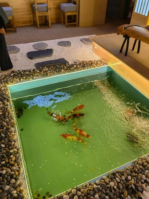 中泉子龍魚（中泉子龍魚的繁殖方法是什么）