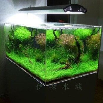 愛惟視品牌魚缸
