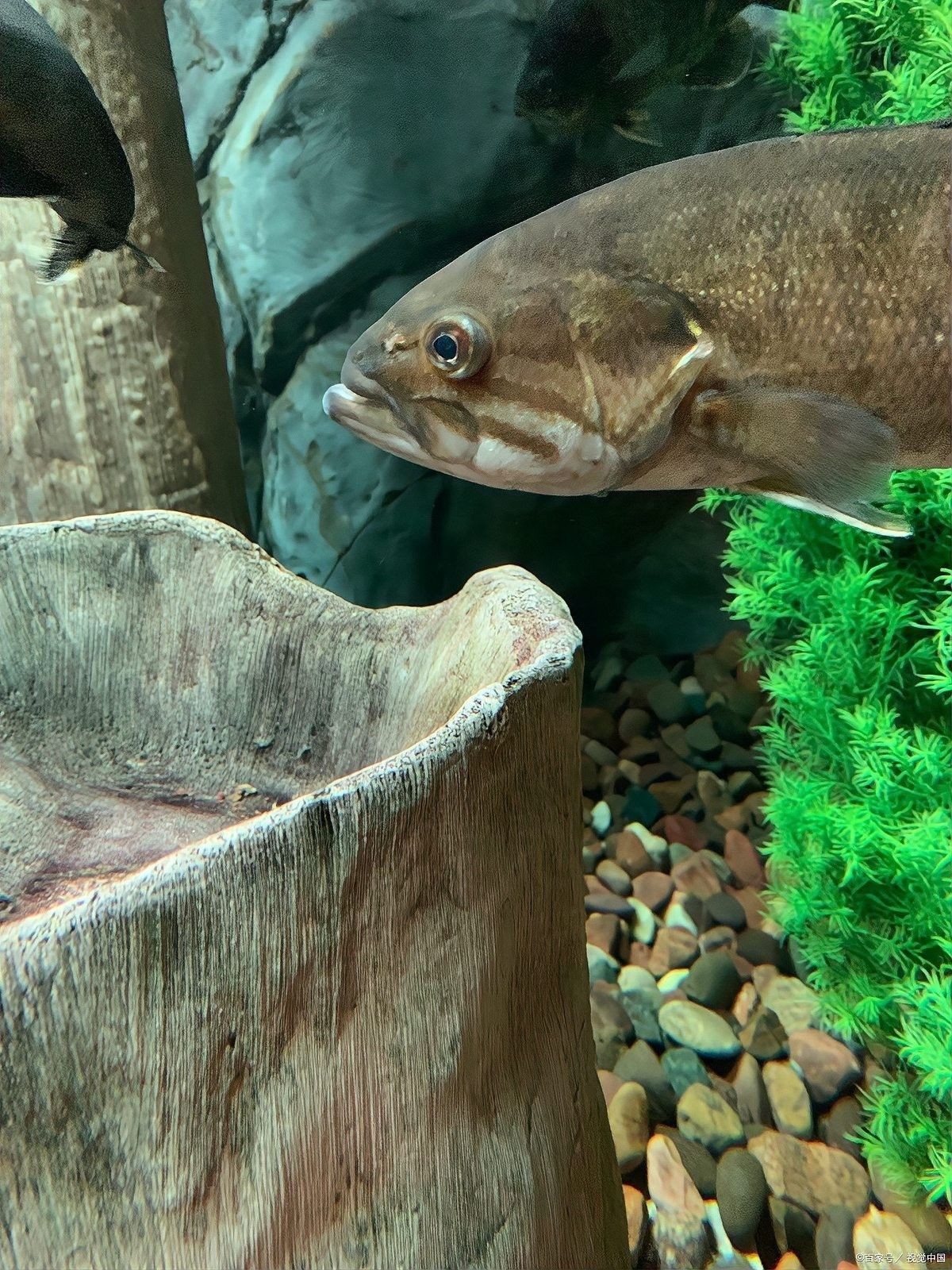 藍曼龍魚和清道夫能混養(yǎng)嗎？（曼龍魚可以和什么魚混養(yǎng)）