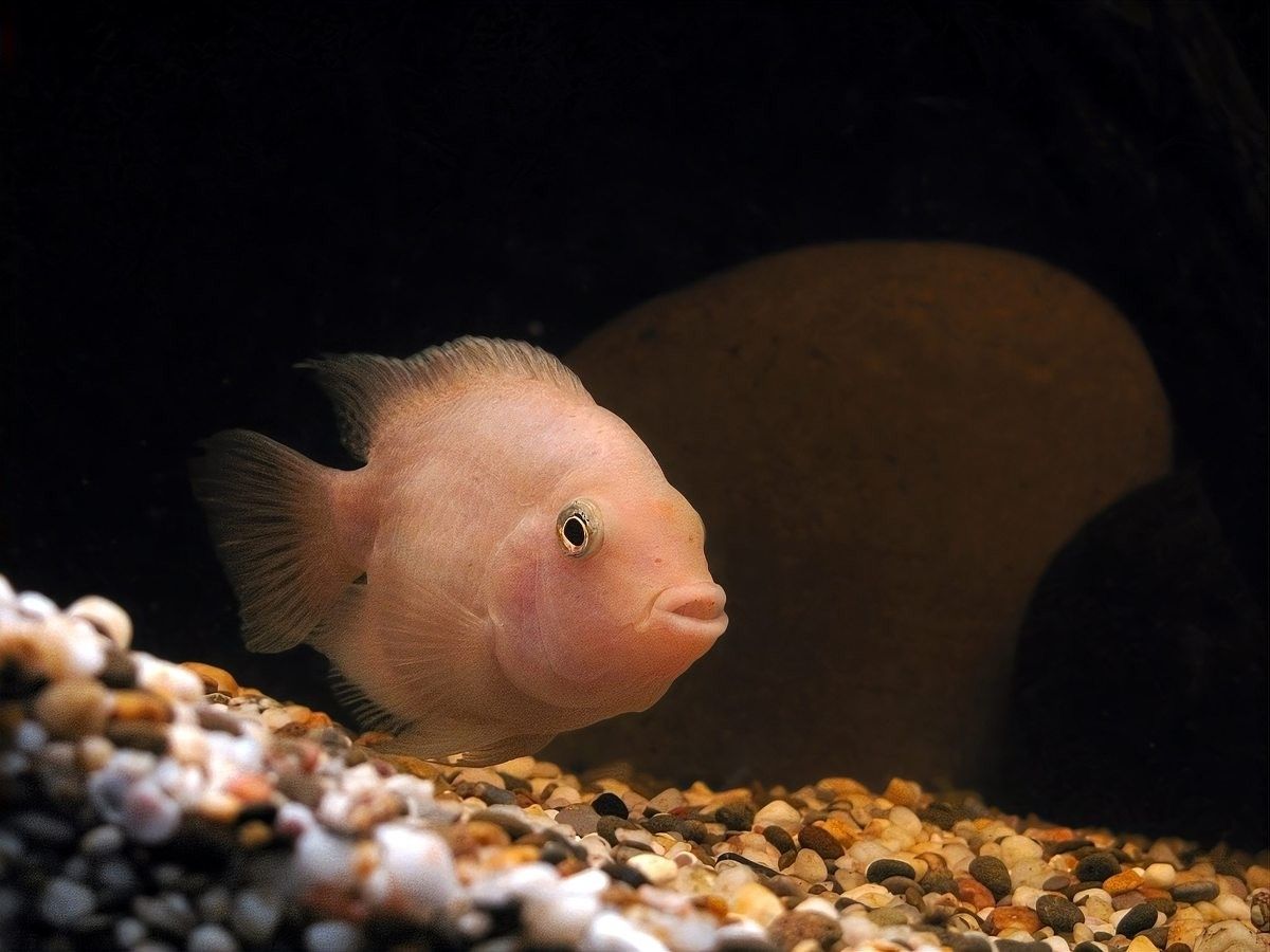 藍曼龍魚和清道夫能混養(yǎng)嗎？（曼龍魚可以和什么魚混養(yǎng)）