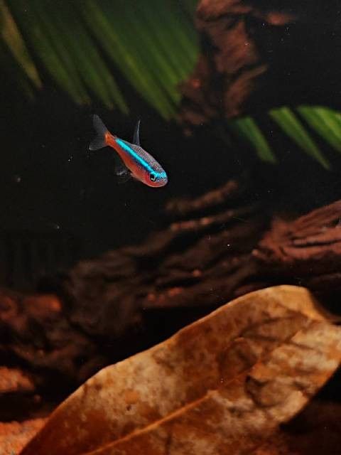 如何用手機(jī)拍攝龍魚？（如何用手機(jī)拍攝龍魚）