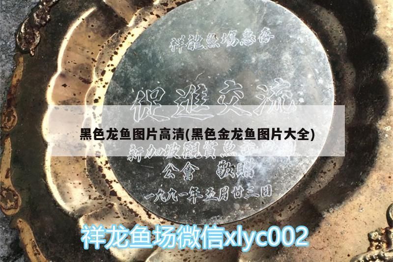 紅龍魚什么品種最好養(yǎng)殖(紅金龍魚什么品種最好)（黑色金龍魚圖片高清）