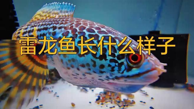 如何確認雷龍魚素材的版權（如何確認雷龍魚素材的版權？） 如何確認雷龍魚素材的版權（如何確認雷龍魚素材的版權？） 龍魚百科 第1張