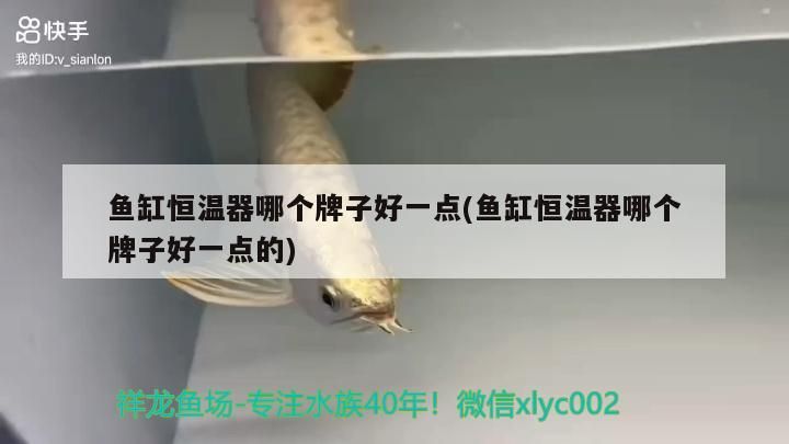 魚缸恒溫器哪個牌子好一點(魚缸恒溫器哪個牌子好一點的)（魚缸恒溫器哪個牌子好） 魚缸恒溫器哪個牌子好一點(魚缸恒溫器哪個牌子好一點的)（魚缸恒溫器哪個牌子好） 觀賞魚百科