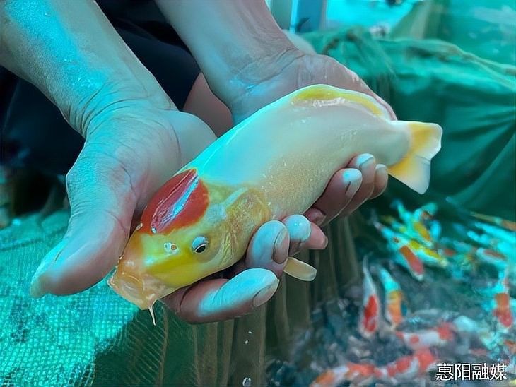 惠陽區有哪些知名的龍魚養殖場？（廣東惠州市惠陽區龍魚養殖場聯系方式推薦信譽良好的龍魚養殖基地）