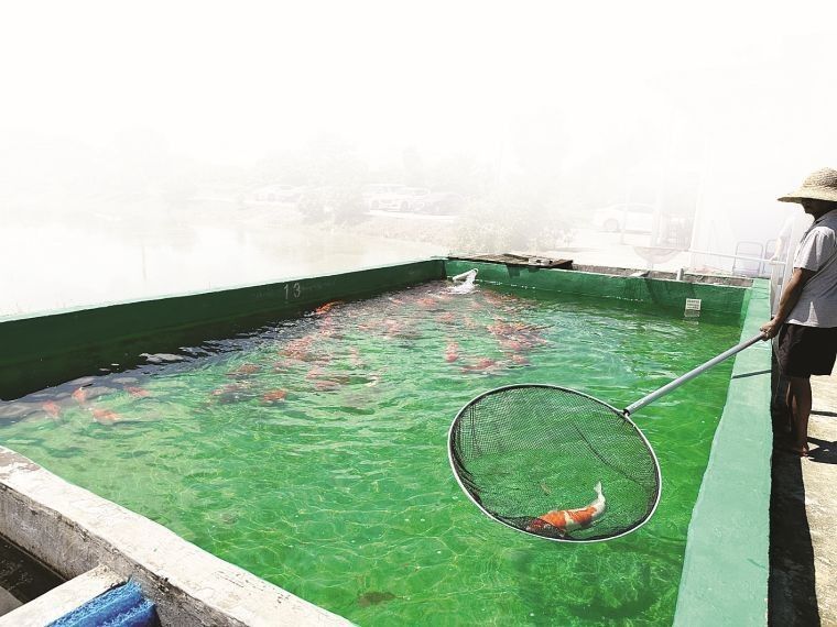 惠陽區有哪些知名的龍魚養殖場？（廣東惠州市惠陽區龍魚養殖場聯系方式推薦信譽良好的龍魚養殖基地）