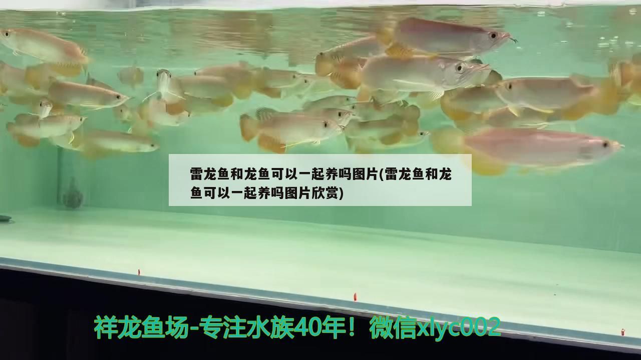 濰坊龍魚批發市場地址在哪里(濰坊龍魚批發市場地址在哪里呀)（濰坊龍魚批發市場地址）