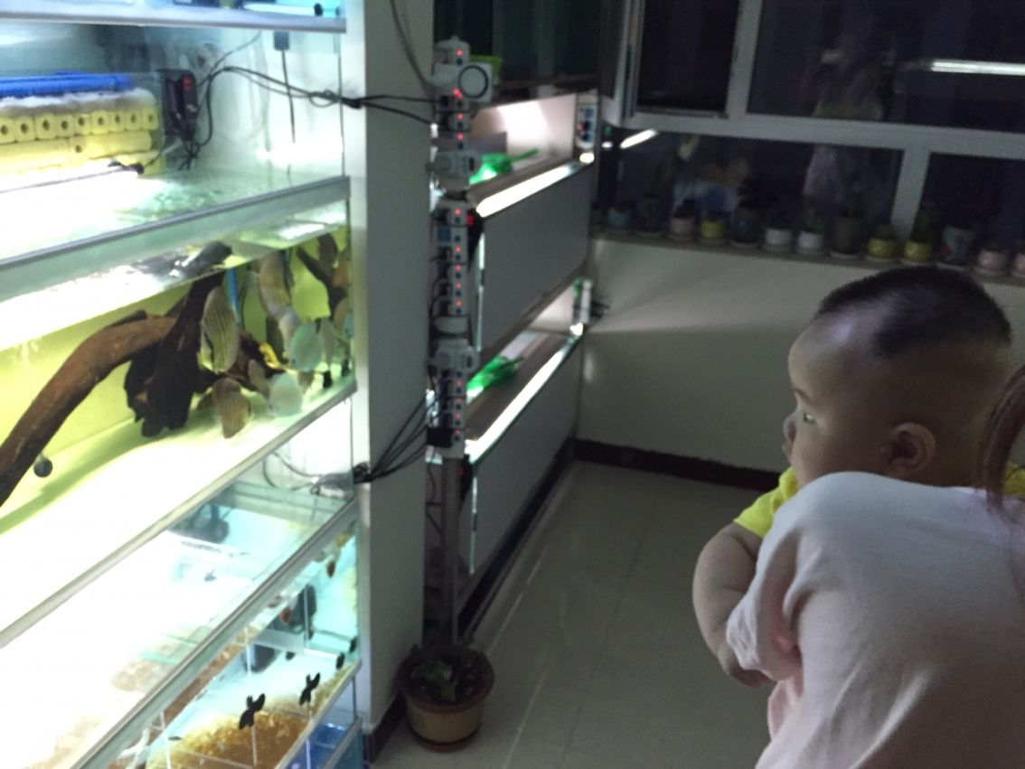 能再給我幾個問題嗎？，80厘米寬的魚缸可以養多少條龍魚，養多少條龍魚 能再給我幾個問題嗎？，80厘米寬的魚缸可以養多少條龍魚，養多少條龍魚 龍魚百科 第1張