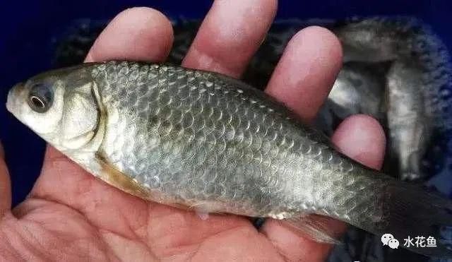 古典金龍魚怎么養(yǎng)的好：養(yǎng)護(hù)古典金龍魚需要注意哪些環(huán)境因素？ 古典金龍魚怎么養(yǎng)的好：養(yǎng)護(hù)古典金龍魚需要注意哪些環(huán)境因素？ 觀賞魚百科 第2張